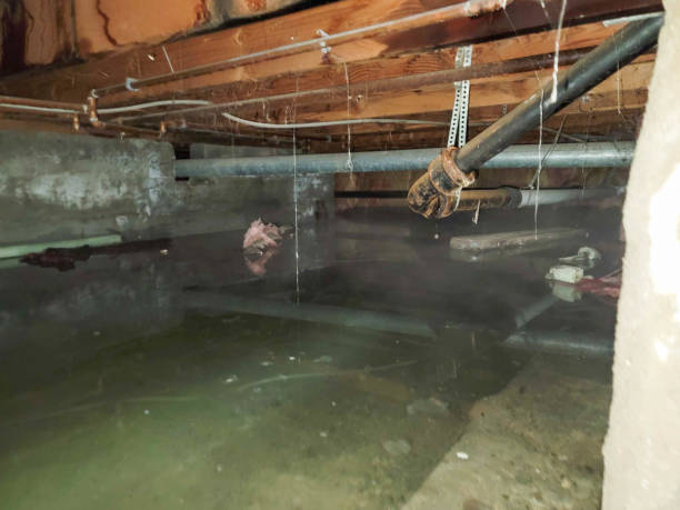 Best Flood damage cleanup  in Converse, IN